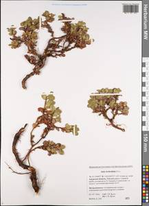 Salix berberifolia Pall., Siberia, Russian Far East (S6) (Russia)