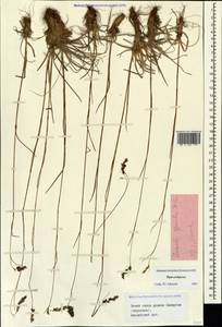 Luzula spicata (L.) DC., Caucasus, Stavropol Krai, Karachay-Cherkessia & Kabardino-Balkaria (K1b) (Russia)