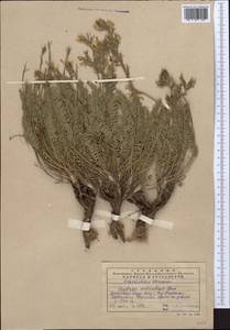 Oxytropis aulieatensis Vved., Middle Asia, Western Tian Shan & Karatau (M3) (Kazakhstan)