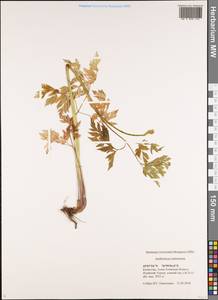 Anthriscus sylvestris subsp. sylvestris, Middle Asia, Northern & Central Tian Shan (M4) (Kazakhstan)
