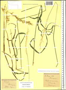 Arrhenatherum elatius (L.) P.Beauv. ex J.Presl & C.Presl, Caucasus, Armenia (K5) (Armenia)