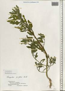 Chenopodium ficifolium Sm., Eastern Europe, Lower Volga region (E9) (Russia)