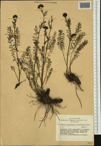 Tanacetum lanuginosum Sch. Bip. & Herder, Siberia, Altai & Sayany Mountains (S2) (Russia)