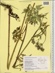 Conium maculatum L., Eastern Europe, Central region (E4) (Russia)