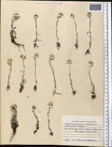 Leontopodium leontopodinum (DC.) Hand.-Mazz., Middle Asia, Northern & Central Tian Shan (M4) (Kazakhstan)