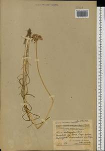 Allium angulosum L., Eastern Europe, Rostov Oblast (E12a) (Russia)