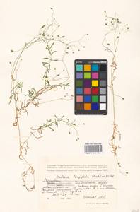 Stellaria longifolia (Regel) Muhl. ex Willd., Eastern Europe, Moscow region (E4a) (Russia)