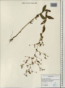 Lactuca serriola L., Eastern Europe, Northern region (E1) (Russia)