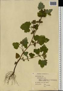 Xanthium strumarium L., Eastern Europe, Moscow region (E4a) (Russia)