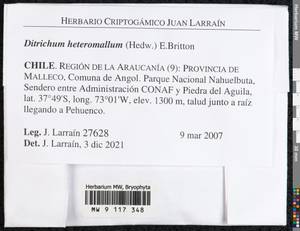 Ditrichum heteromallum (Hedw.) E. Britton, Bryophytes, Bryophytes - America (BAm) (Chile)