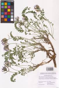 Astragalus physodes L., Eastern Europe, Lower Volga region (E9) (Russia)