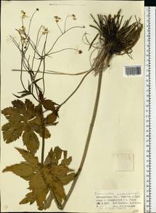 Ranunculus platanifolius L., Eastern Europe, West Ukrainian region (E13) (Ukraine)
