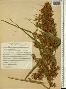 Hyparrhenia, Africa (AFR) (Ethiopia)
