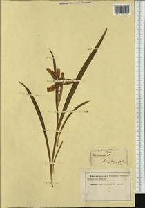 Iris graminea L., Western Europe (EUR) (Not classified)