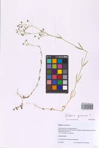 Stellaria graminea L., Eastern Europe, Western region (E3) (Russia)