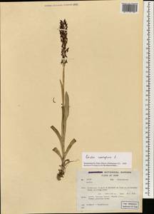 Anacamptis coriophora (L.) R.M.Bateman, Pridgeon & M.W.Chase, South Asia, South Asia (Asia outside ex-Soviet states and Mongolia) (ASIA) (Iran)
