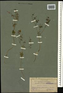 Geranium tuberosum L., Caucasus, Azerbaijan (K6) (Azerbaijan)