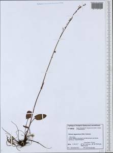 Rumex lapponicus (Hiitonen) Czernov, Siberia, Western Siberia (S1) (Russia)