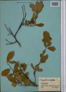 Prunus triloba Lindl., Middle Asia, Pamir & Pamiro-Alai (M2) (Tajikistan)