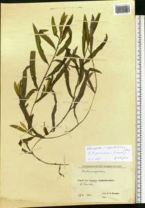 Potamogeton × angustifolius J.Presl, Eastern Europe, Eastern region (E10) (Russia)