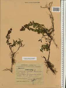 Teucrium chamaedrys L., Eastern Europe, Central forest-and-steppe region (E6) (Russia)