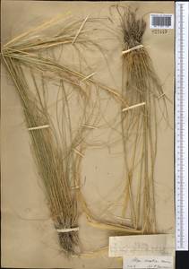 Stipa sareptana A.K.Becker, Middle Asia, Muyunkumy, Balkhash & Betpak-Dala (M9) (Kazakhstan)