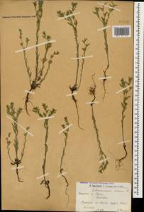 Buglossoides arvensis (L.) I. M. Johnst., Caucasus, Armenia (K5) (Armenia)