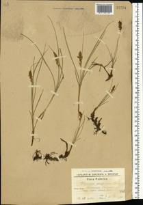 Blysmus compressus (L.) Panz. ex Link, Eastern Europe, South Ukrainian region (E12) (Ukraine)