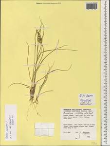 Cenchrus echinatus L., South Asia, South Asia (Asia outside ex-Soviet states and Mongolia) (ASIA) (Thailand)