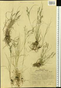 Agrostis flaccida Hack., Siberia, Russian Far East (S6) (Russia)