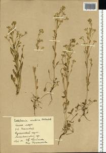 Cochlearia groenlandica L., Eastern Europe, Northern region (E1) (Russia)