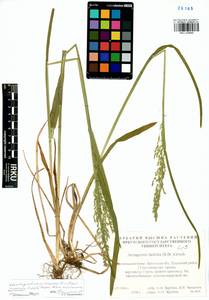 Arctagrostis latifolia (R.Br.) Griseb., Siberia, Baikal & Transbaikal region (S4) (Russia)