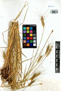 Triticum aestivum L., Siberia, Baikal & Transbaikal region (S4) (Russia)