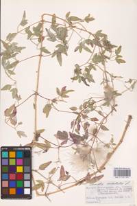 Clematis orientalis L., Eastern Europe, Lower Volga region (E9) (Russia)