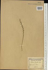 Lolium remotum Schrank, Eastern Europe, South Ukrainian region (E12) (Ukraine)