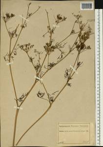 Chaerophyllum bulbosum L., Eastern Europe, Central forest region (E5) (Russia)