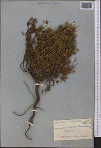 Acantholimon tianschanicum Czern., Middle Asia, Western Tian Shan & Karatau (M3) (Kyrgyzstan)