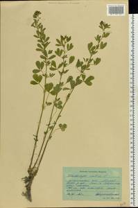 Medicago sativa L., Eastern Europe, North Ukrainian region (E11) (Ukraine)