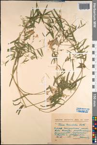Vicia tenuifolia Roth, Siberia, Baikal & Transbaikal region (S4) (Russia)