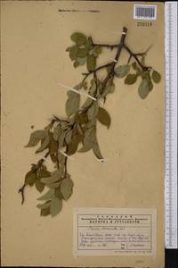 Prunus cerasifera Ehrh., Middle Asia, Western Tian Shan & Karatau (M3) (Kazakhstan)