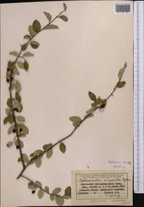 Cotoneaster oliganthus Pojark., Middle Asia, Northern & Central Tian Shan (M4) (Kyrgyzstan)