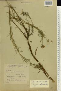 Astragalus cornutus Pall., Eastern Europe, Eastern region (E10) (Russia)