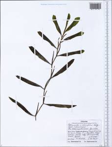 Potamogeton salicifolius Wolfg., Siberia, Western Siberia (S1) (Russia)