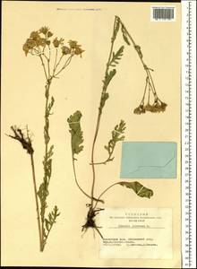 Jacobaea vulgaris subsp. vulgaris, Siberia, Altai & Sayany Mountains (S2) (Russia)