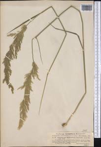 Calamagrostis viridiflavescens (Poir.) Steud., America (AMER) (Argentina)