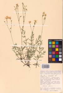 Cerastium arvense L., Eastern Europe, Central forest-and-steppe region (E6) (Russia)