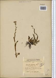 Myosotis alpestris F.W.Schmidt, Middle Asia, Western Tian Shan & Karatau (M3) (Kazakhstan)