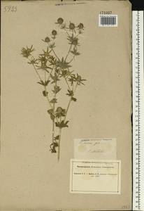 Eryngium planum L., Eastern Europe, South Ukrainian region (E12) (Ukraine)