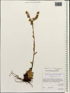 Sempervivum transcaucasicum Muirhead, Caucasus, Georgia (K4) (Georgia)