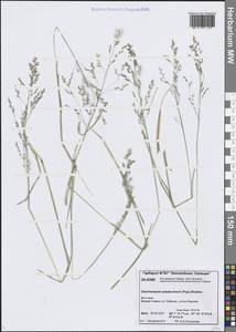 Deschampsia cespitosa subsp. cespitosa, Siberia, Central Siberia (S3) (Russia)